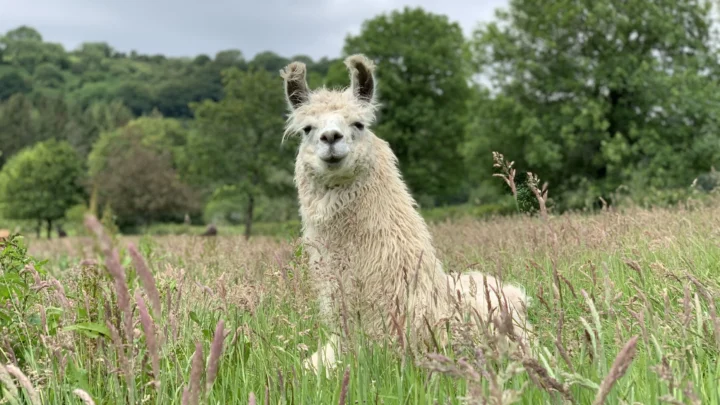 Max-ing out on wellbeing support with The Llama Sanctuary, Pembrokeshire