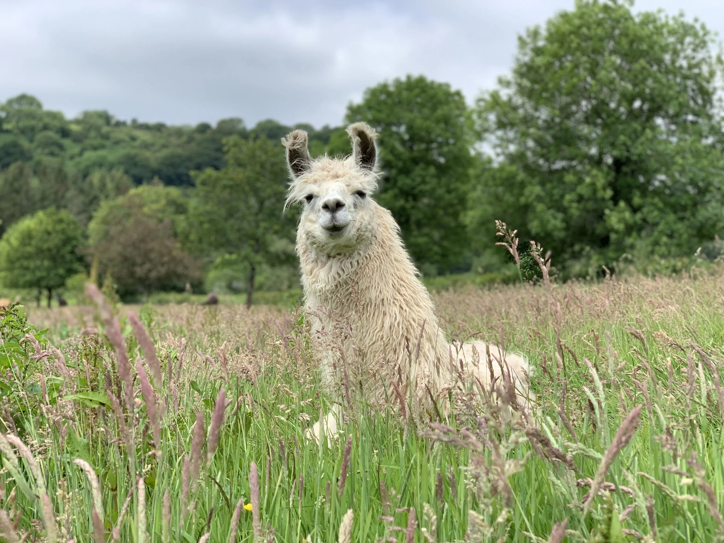 Max-ing out on wellbeing support with The Llama Sanctuary, Pembrokeshire